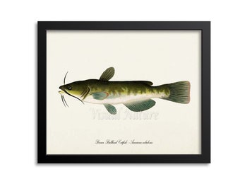 Brown Bullhead Catfish Art Print, Fishing Art Print, Fishing Wall Art Decor