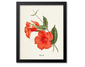 Mandevilla Flower Art Print, Botanical Art Print, Flower Wall Art, Flower Print, Red Flower Art Print, Home Decor, Rocktrumpet
