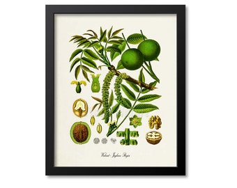 Limes /& Walnuts Digital Prints Prints of Food French Art Engravings Vintage Botanical Prints Bohemian Set of Two Prints for Kitchen