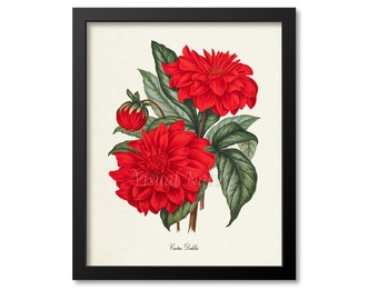 Cactus Dahlia Flower Art Print, Botanical Art Print, Flower Wall Art, Flower Print, Floral Print, Red Cactus Dahlia Art Print