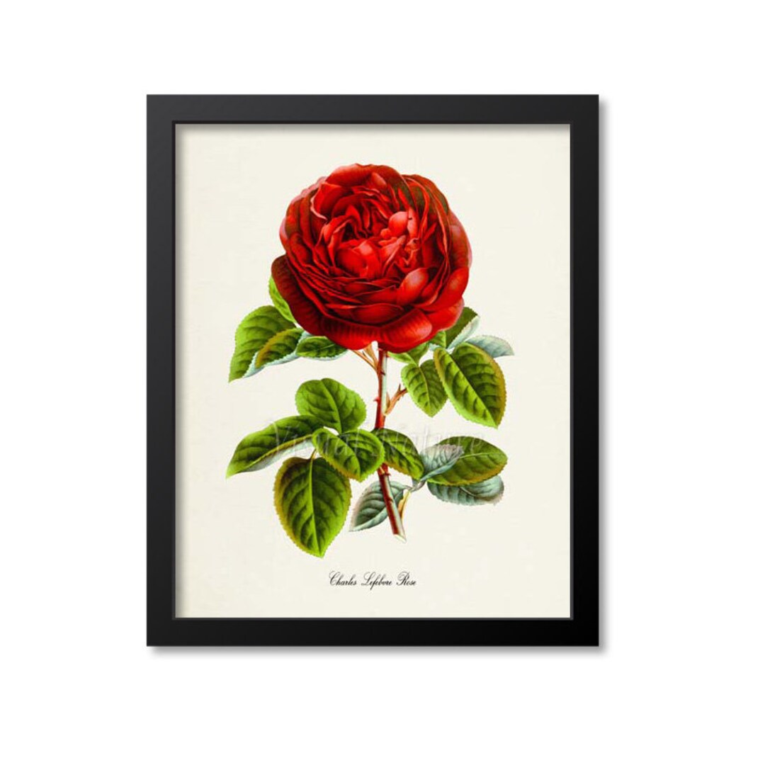 Red Rose Flower Art Print, Botanical Art Print, Flower Wall Art, Flower