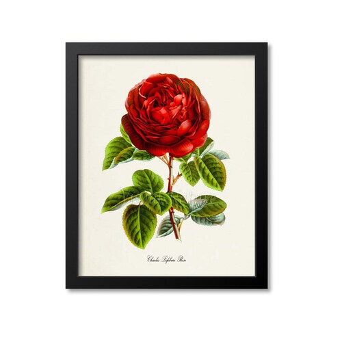 Red Rose Flower Art Print Botanical Art Print Flower Wall Etsy