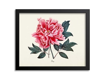 Pink Peony Flower Art Print, Botanical Art Print, Flower Wall Art, Flower Print, Floral Print, Pink Peony Art Print