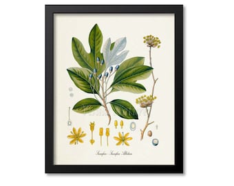 Sassafras Botanical Print, Sassafras Botanical Art Print, Sassafras Wall Art, Sassafras Decor, Kitchen Art Print, Sassafras Albidum