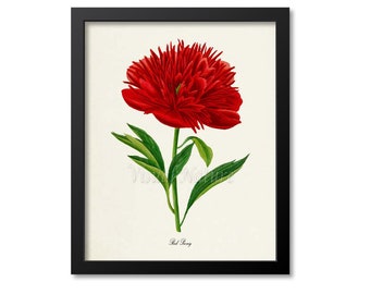 Red Peony Flower Art Print, Peony Botanical Art Print, Flower Wall Art, Flower Print, Floral Print, Home Decor, red, green