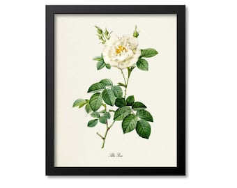 Alba Rose Flower Art Print, Botanical Art Print, Flower Wall Art, Flower Print, Floral Print, White Rose of York