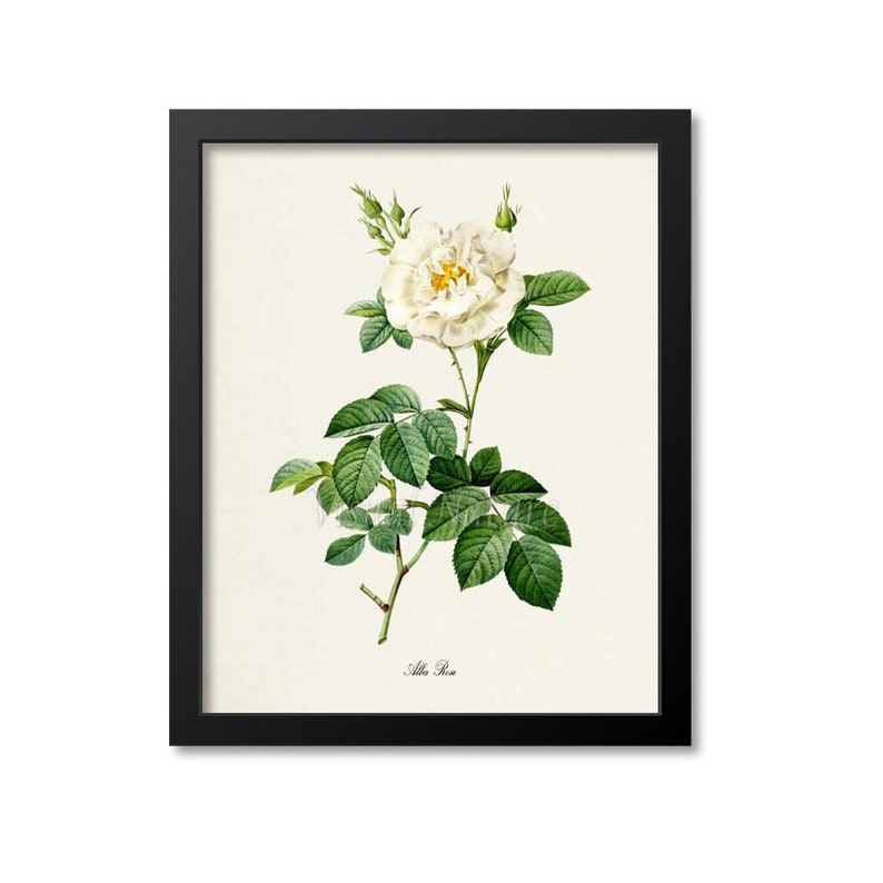 Alba Rose Flower Art Print Botanical Art Print Flower Wall Etsy