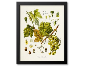 Grapes Botanical Print, Grapes Art Print, Wall Art, Fruit Art, Fruit Print, Kitchen Art, Wine Art, Vitis vinifera