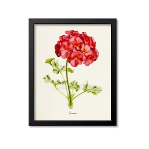 Geranium Flower Art Print, Botanical Art Print, Flower Wall Art, Flower Print, Floral Print, red, green, Geranium Art, Home Decor