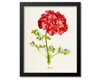 Geranium Flower Art Print, Botanical Art Print, Flower Wall Art, Flower Print, Floral Print, red, green, Geranium Art, Home Decor