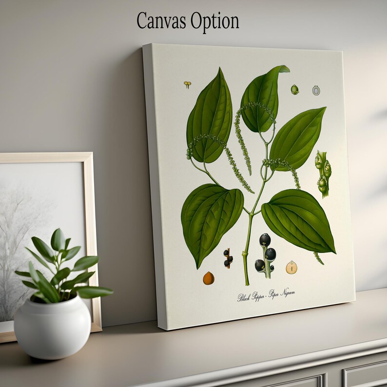 May include: A botanical illustration of a black pepper plant with green leaves and black peppercorns. The illustration is on a white background with the text "Black Pepper - Piper Nigrum".