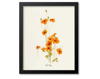 Wind Poppy Flower Art Print, Botanical Art Print, Flower Wall Art, Flower Print, Floral Print, Orange Flower, Orange Poppy Print