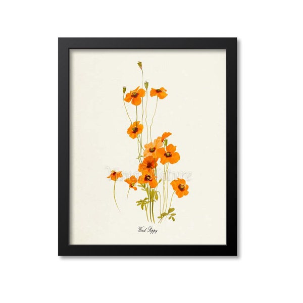 Wind Poppy Flower Art Print, Botanical Art Print, Flower Wall Art, Flower Print, Floral Print, Orange Flower, Orange Poppy Print