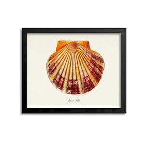 Japanese Scallop Art Print, Scallop Shell Art Print, Scallop Wall Art, Scallop Print, Sea Life, Ocean Art Print Shell
