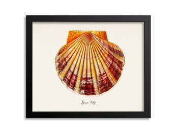 Japanese Scallop Art Print, Scallop Shell Art Print, Scallop Wall Art, Scallop Print, Sea Life, Ocean Art Print Shell
