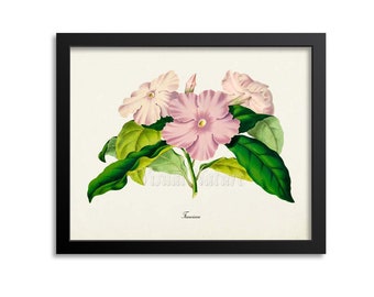 Franciscea Flower Art Print, Botanical Art Print, Flower Wall Art, Flower Print, Floral Print, Home Decor, pink
