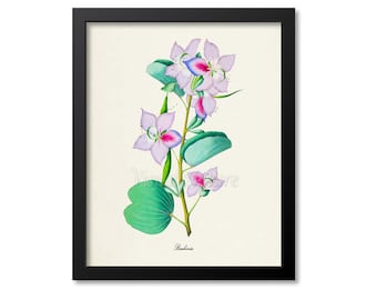 Botanical Print, Botanical Art Print, Bauhinia Flower Wall Art, Home Decor, pink, lilac
