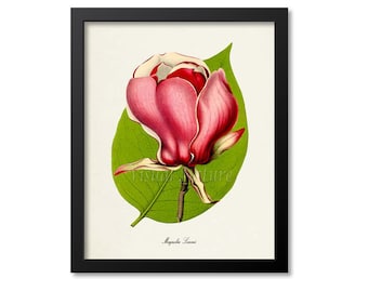 Magnolia Lennei Flower Art Print, Botanical Art Print, Flower Wall Art, Flower Print, Red Flower Art Print, Home Decor, Tulip Tree