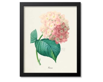 Botanical Print Redoute Flower, hortensia hydrangea Art Print, Pink Flower Art, Floral Art, Garden, Redoute Art, Home Decor, pink, green