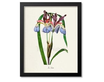 Iris Flower Art Print, Botanical Art Print, Flower Wall Art, Flower Print Iris Gift, Floral Print, Home Decor, blue, Iris Lactea
