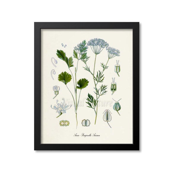 Anise Botanical Print, Anise Botanical Art Print, Anise Wall Art, Anise Decor, Pimpinella Anisum