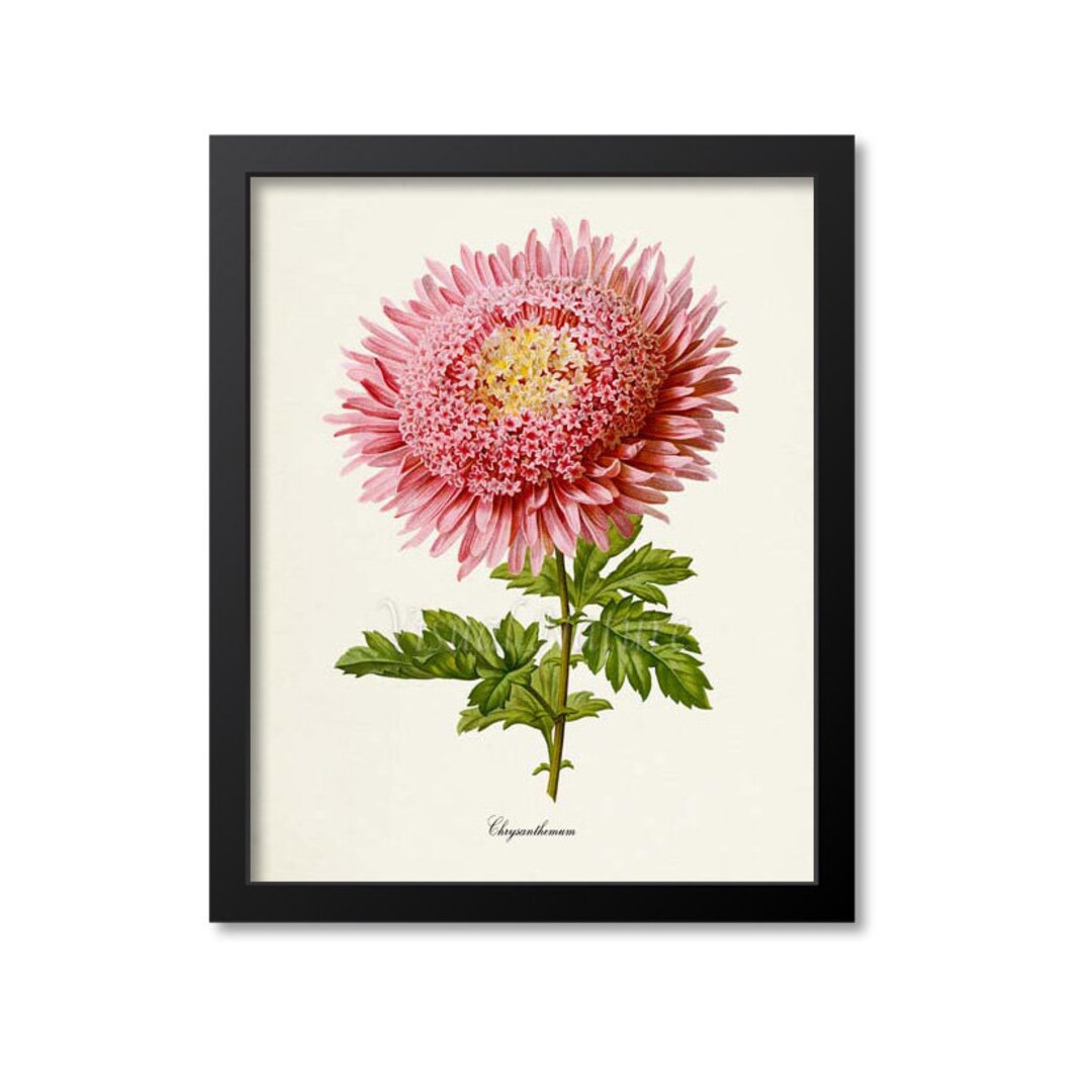 Chrysanthemum Flower Art Print, Botanical Art Print, Flower Wall Art, Flower Print, Floral Print ...