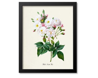 Blush Noisette Rose Flower Art Print, Botanical Art Print, Flower Wall Art, Flower Print, Floral Print, White Rose