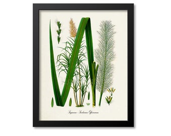 Sugarcane Botanical Print, Sugarcane Botanical Art Print, Sugarcane Wall Art, Sugarcane Decor, Kitchen Art Print, Saccharum Officinarum