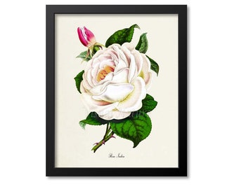 Rosa Indica Rose Flower Art Print, Botanical Art Print, Flower Wall Art, Flower Print, Floral Print, White Rose