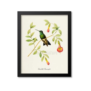 Broad-billed Hummingbird Print, Bird Art Print, Bird Art, Bird Poster, Flower Art, Floral Garden, Hummingbird Art, green, pink
