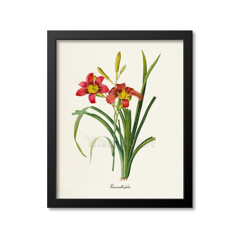 Orange Daylily Flower Art Print, Botanical Art Print, Wall Art, Flower Print, Day Lily Gift, Tawny Daylily, Hemerocallis fulva image 1