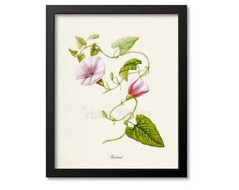 Bindweed Flower Art Print, Botanical Art Print, Flower Wall Art, Flower Print, Floral Print, Home Decor, Morning Glory, pink