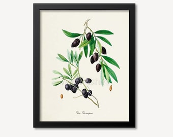 Peut inclure: Une illustration botanique vintage d'une branche d'olivier avec des olives violettes foncées et des feuilles vertes. L'illustration est encadrée dans un cadre noir et porte le texte "Olea - Olea europaea" en bas.