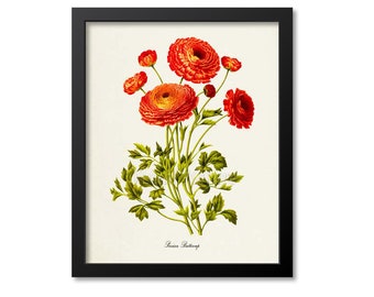 Persian buttercup Botanical Print, Ranunculus Bouquet, Flower Art Print, Flower Wall Art, Floral Art, Garden, orange