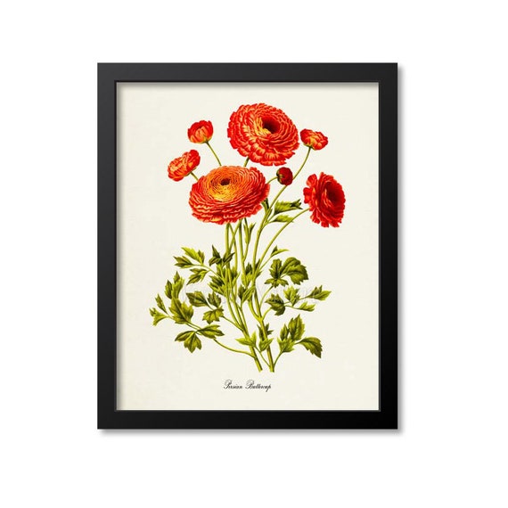Persian Buttercup Botanical Print, Ranunculus Bouquet, Flower Art Print,  Flower Wall Art, Floral Art, Garden, Orange 
