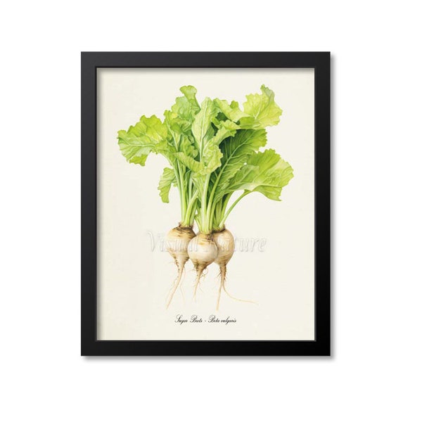 Sugar Beets Botanical Print, Sugar Beets Botanical Art Print, Sugar Beets Wall Art, Garden Decor, Farmer Wall Art, Beta vulgaris