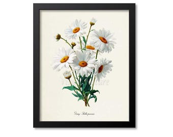 Impression d'art fleur marguerite, impression d'art botanique marguerite, art mural, blanc, Bellis perennis