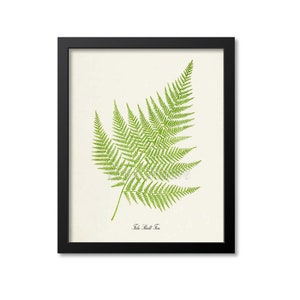 May include: A framed botanical illustration of a green fern with the text "Male Shield Fern" at the bottom.