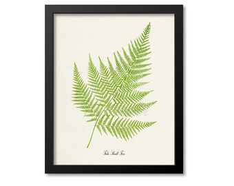 False Shield Fern Art Print, Botanical Art Print, Fern Wall Art, Fern Print, Botanical Print, Green Art Print