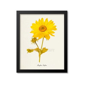 Manyflower Sunflower Flower Art Print, Botanical Art Print, Flower Wall Art, Flower Print, Floral Print, Home Decor, yellow