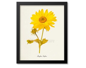 Manyflower Sunflower Flower Art Print, Botanical Art Print, Flower Wall Art, Flower Print, Floral Print, Home Decor, yellow