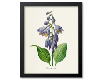 Daylily Flower Art Print, Botanical Art Print, Flower Wall Art, Flower Print,Floral,Redoute Art,purple,green,Day Lily, Hemerocallis caerulea