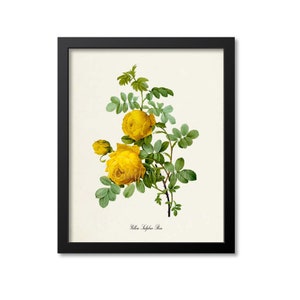 Yellow Sulphur Rose Flower Art Print, Yellow Sulphur Rose Wall Art, Botanical Art Print, Flower Wall Art, Flower Print, Floral Print