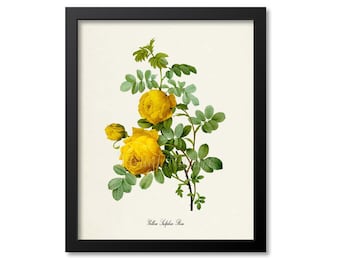 Yellow Sulphur Rose Flower Art Print, Yellow Sulphur Rose Wall Art, Botanical Art Print, Flower Wall Art, Flower Print, Floral Print