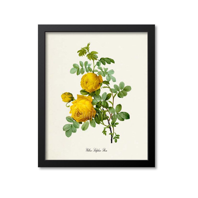Yellow Sulphur Rose Flower Art Print, Yellow Sulphur Rose Wall Art ...