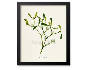 European Mistletoe Art Print, Botanical Art Print, Wall Art, Botanical Print, Mistletoe art print, white