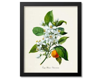 Impression botanique fleur d'oranger, art mural fleurs, impression d'art botanique, fleur de l'État de Floride, Citrus sinensis