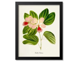 Buddhist Bauhinia Flower Art Print, Botanical Art Print, Flower Wall Art, Flower Print, Floral Print, red, pink, green