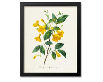 Impression botanique Jessamine jaune, art mural fleur, impression d'art botanique, fleur d'État de Caroline du Sud, Gelsemium sempervirens