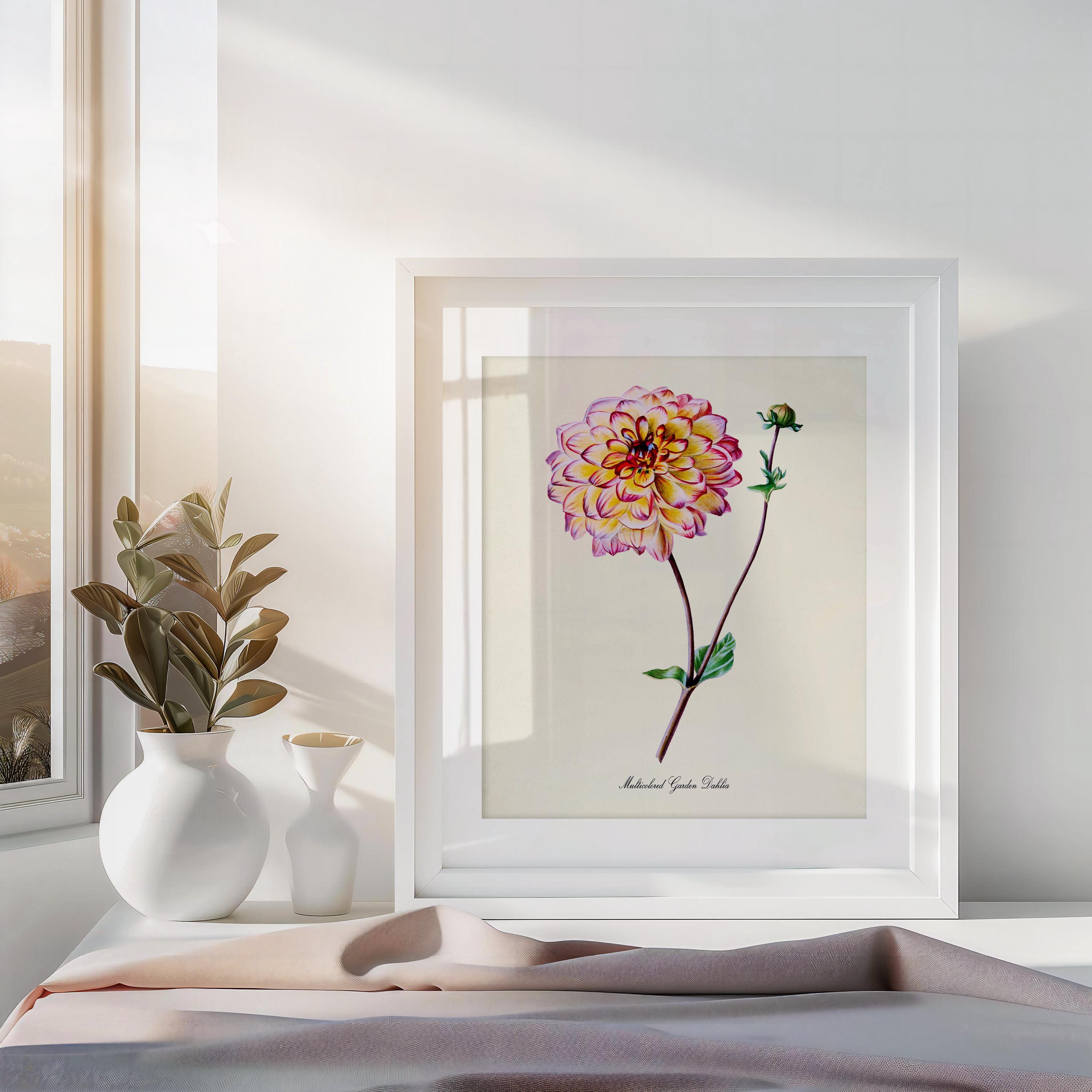 Multicolored Garden Dahlia Flower Art Print, Botanical Art Print ...
